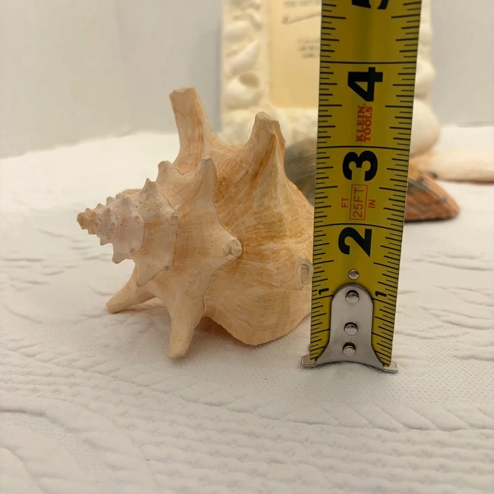 The Natural World Coastal Seashell Picture Frame & 4 Natural Shell Decor Conch